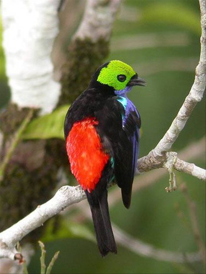 Paradise Tanager (Mark Corder)