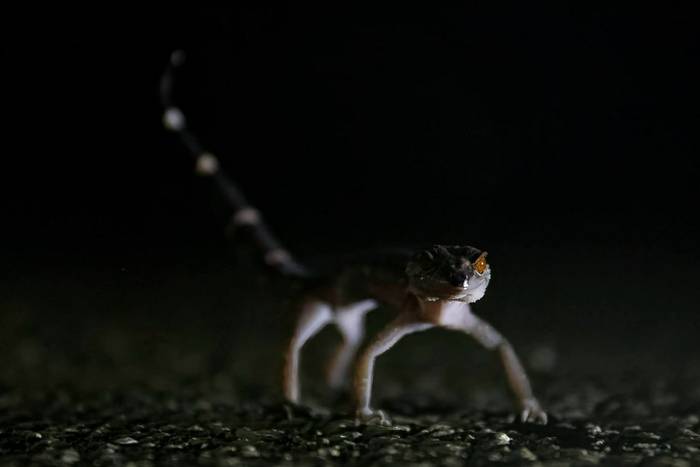 Yambaru Ground Gecko (Goniurosaurus nebulozonatus) © Anna Podlasek, May 2024 tour