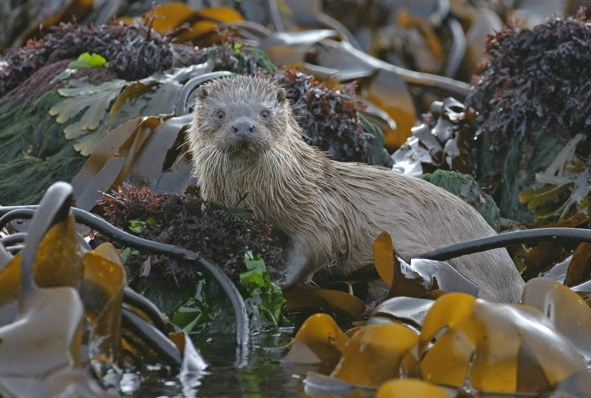 Otter, Mull