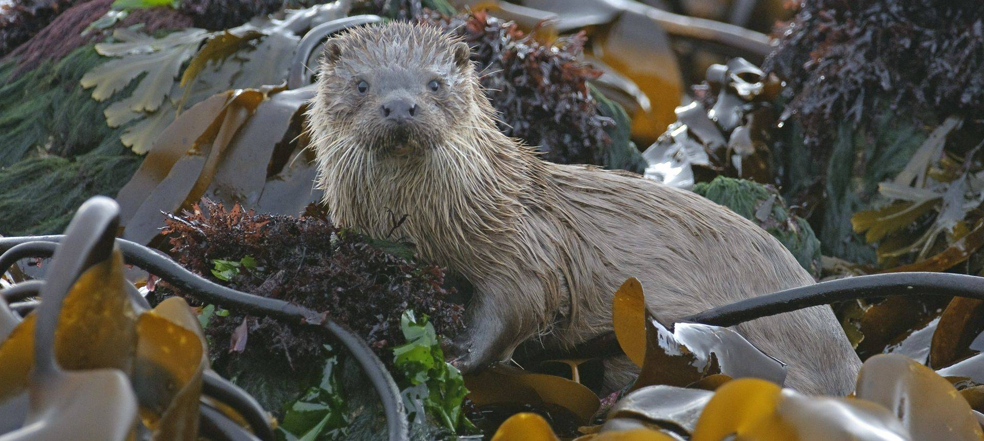 Otter, Mull