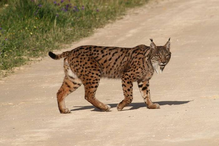 Iberian Lynx, Peter Dunn