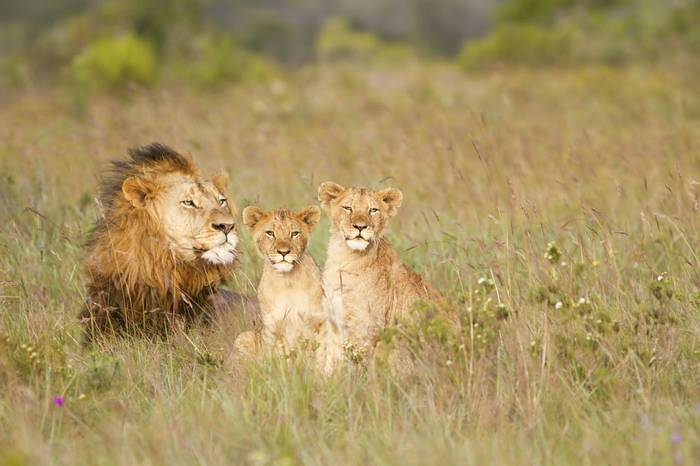 African Lion And Cubs (Jason Prince)