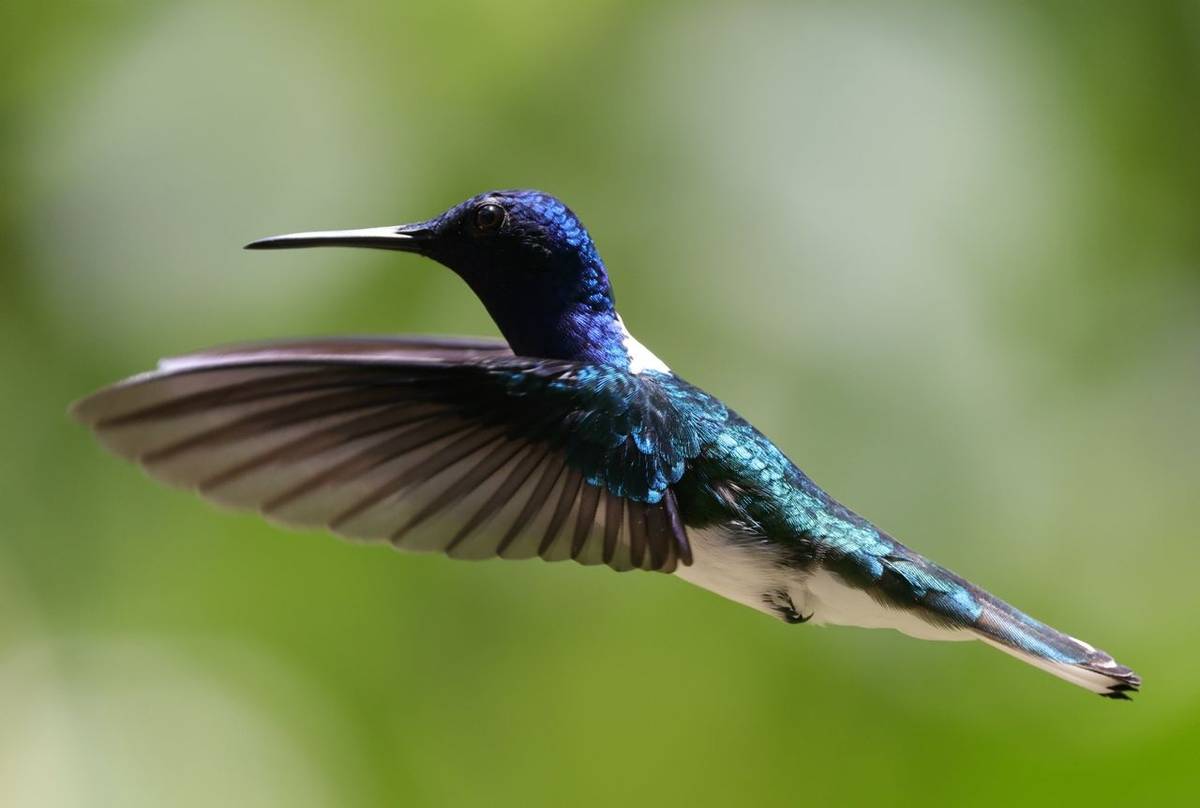 White-necked Jacobin, Shurland's Hummingbird Garden, Tobago © John Moseley