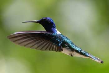 White-necked Jacobin, Shurland's Hummingbird Garden, Tobago © John Moseley