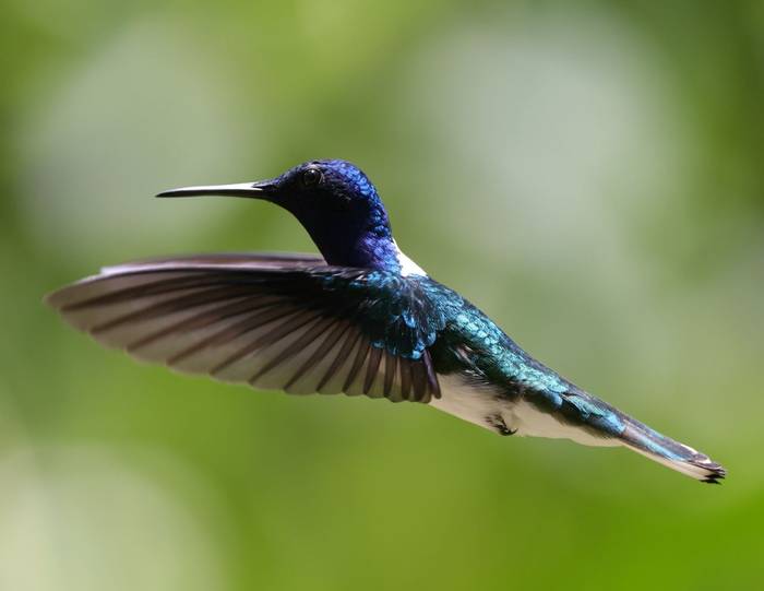 White-necked Jacobin, Shurland's Hummingbird Garden, Tobago © John Moseley