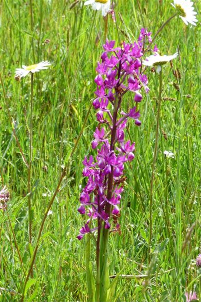 Loose-flowered Orchid (Tom McJannet)