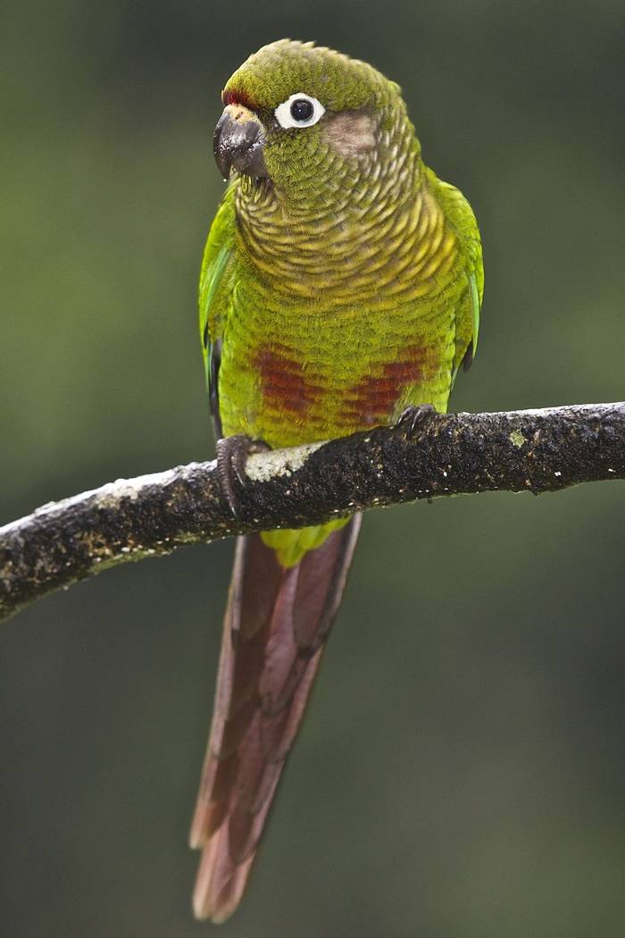 Maroon-bellied Parakeet (Dani Free)