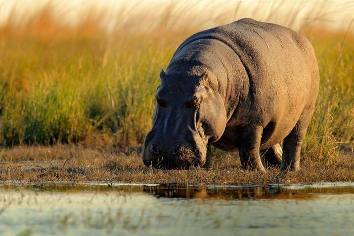 African Hippo, Botswana shutterstock_550109842.jpg