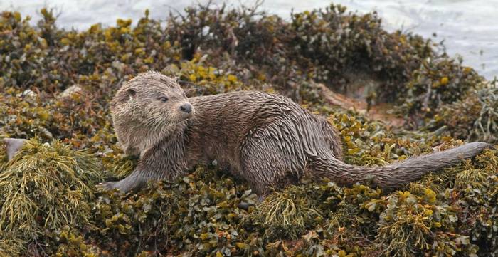 Otter, Neil McMahon.jpg