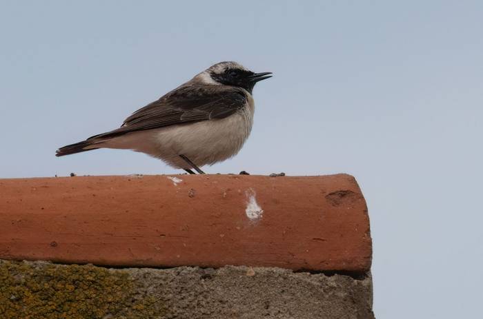 Pied Wheatear © Chris Griffin, April 2025
