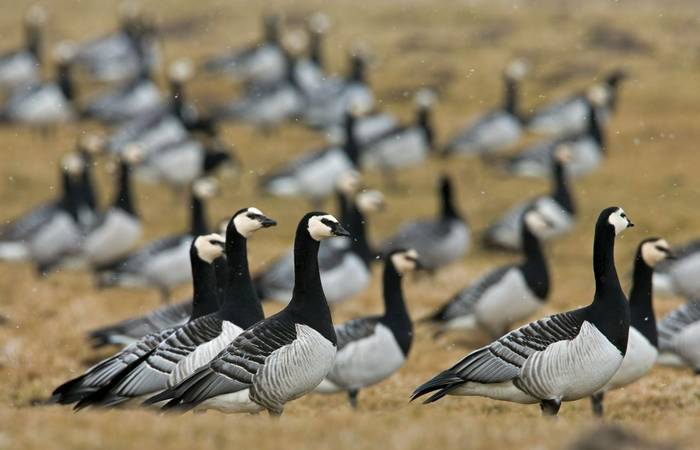 Barnacle Geese. shutterstock_135689060.jpg