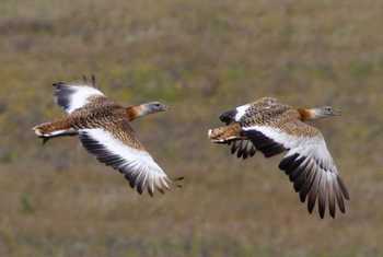 Great Bustards (Steve Fletcher)