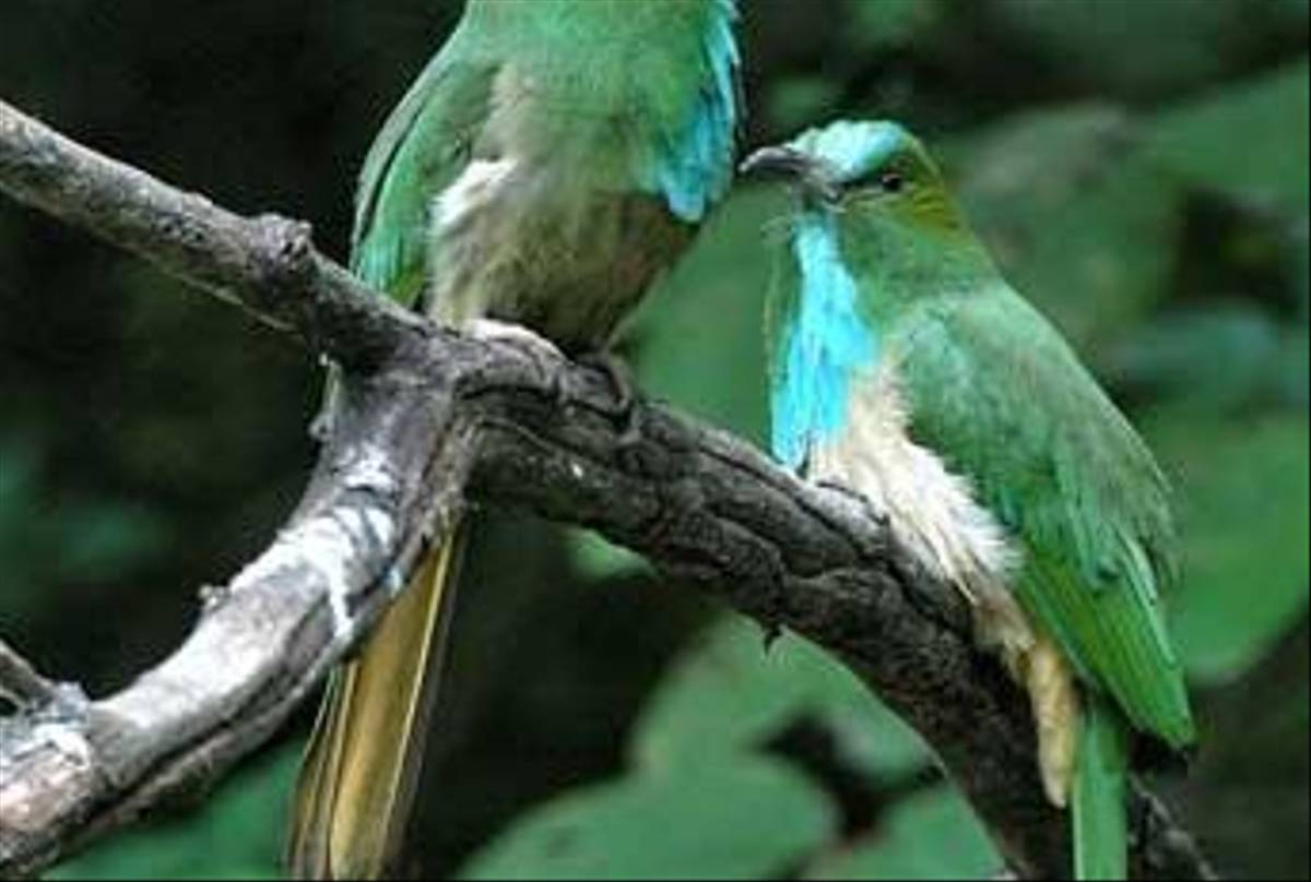 Blue-bearded Bee-eater (S. Y. Phanich)