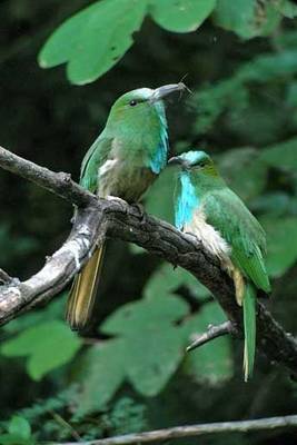 Blue-bearded Bee-eater (S. Y. Phanich)