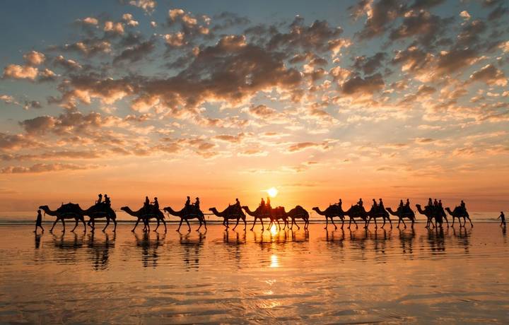 The sun is setting behind the camels and the camels are reflected on the wet sand of the beach at low tide. The sun is setting behind the camels and the camels are reflected on the wet sand of the beach at low tide.