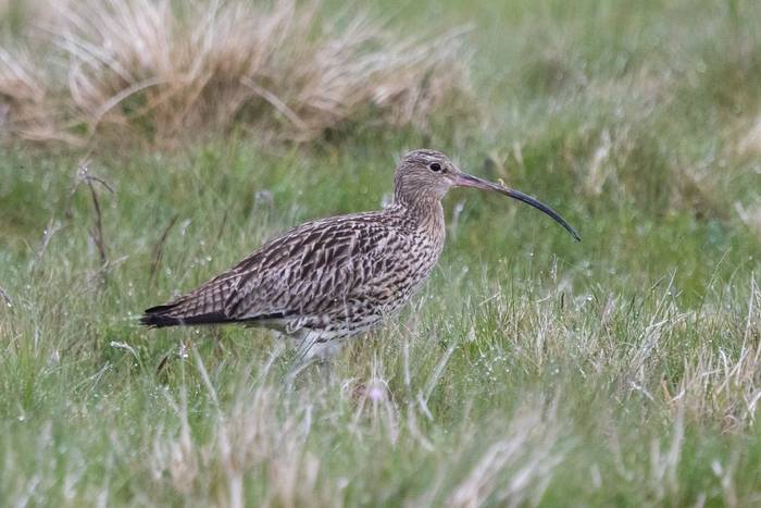 Curlew, North Ronaldsay (Sara FRost).jpg