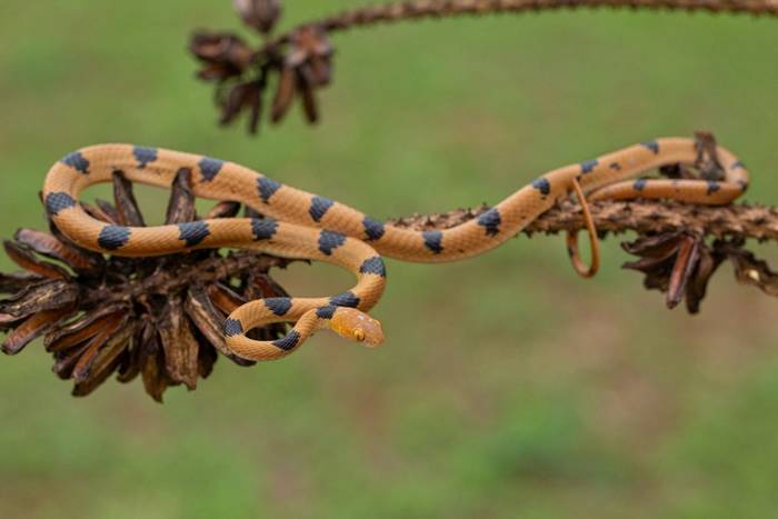Eastern Tiger Snake (Telescopus semiannulatus semiannulatus) © Tyrone Ping