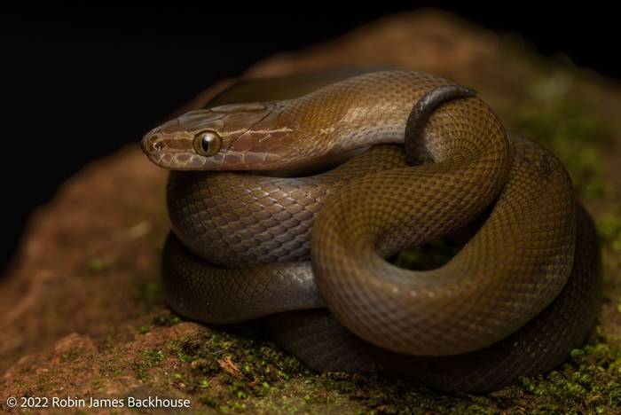 Brown House Snake (Boaedon fuliginosus) © Robin James Backhouse