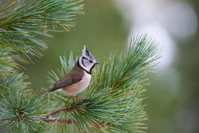 Crested Tit