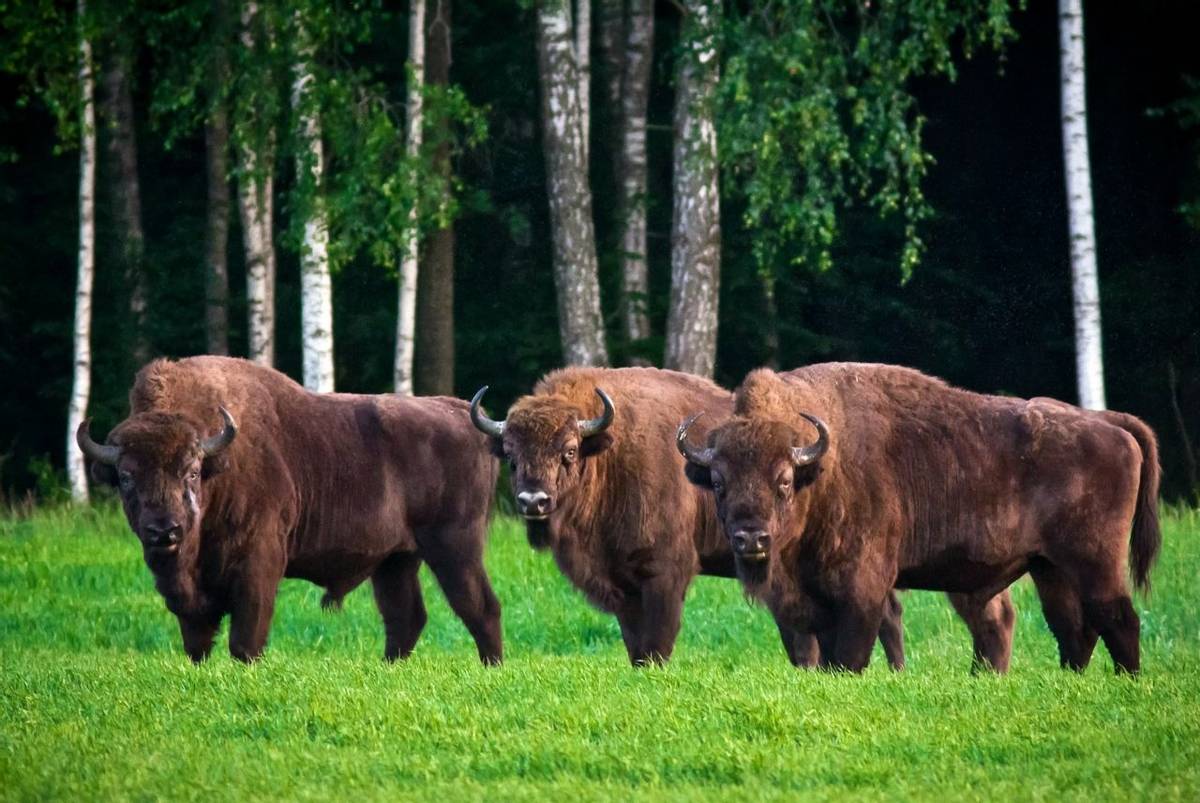 European Bison, Belarus Shutterstock 676976212