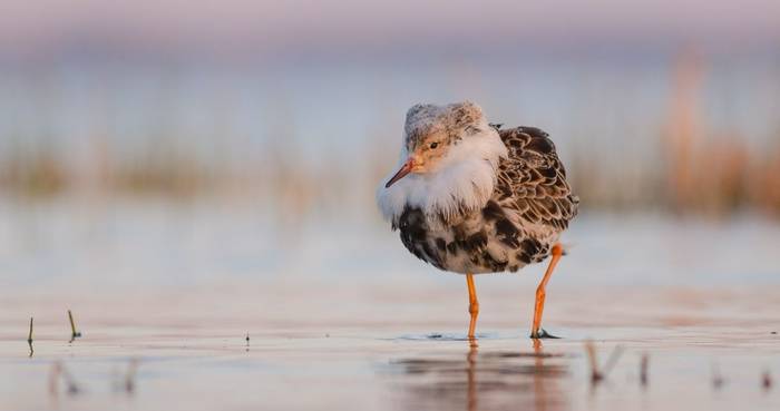 Ruff, Lithuania shutterstock_1393565051.jpg