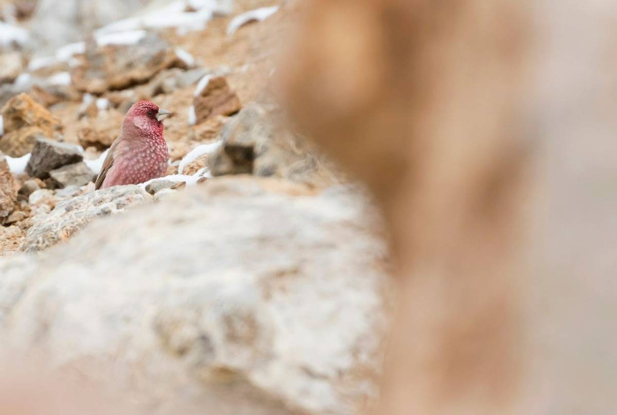 Great Rosefinch