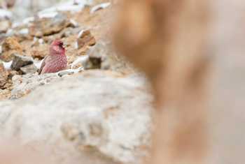 Great Rosefinch