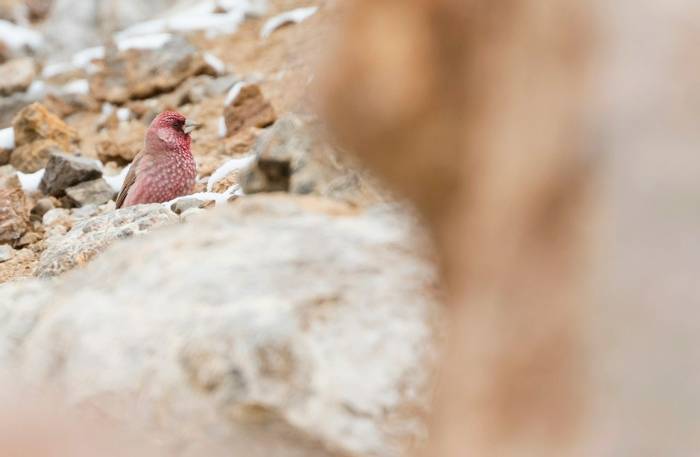 Great Rosefinch