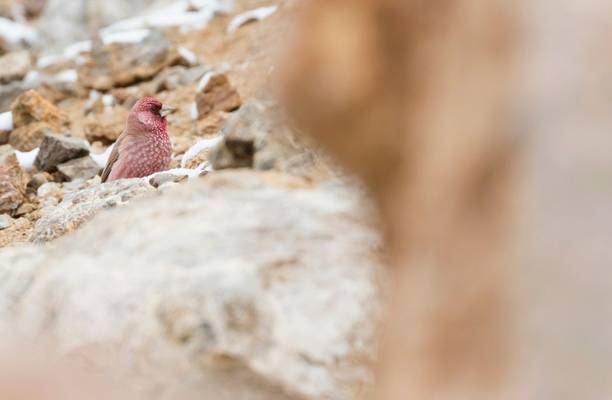 Great Rosefinch