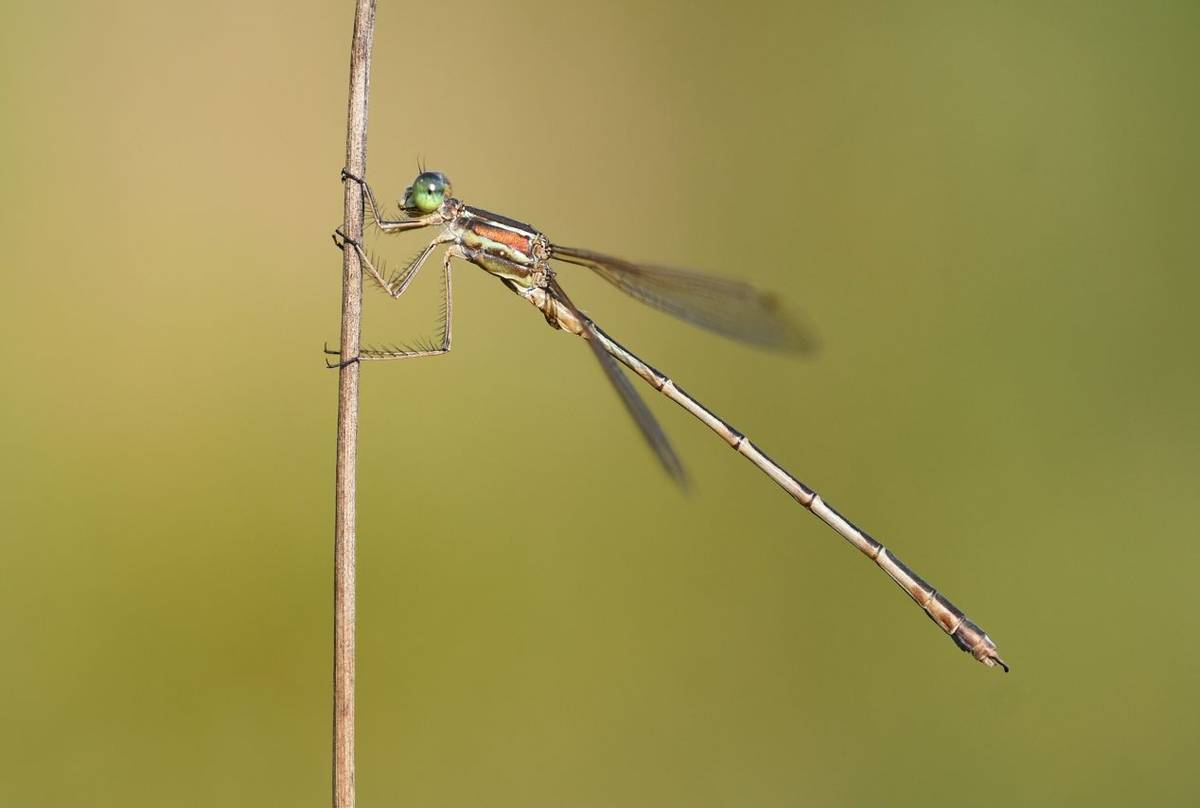 Lestes barbarus