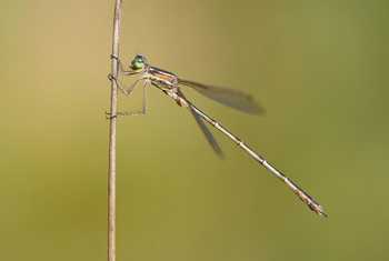 Lestes barbarus