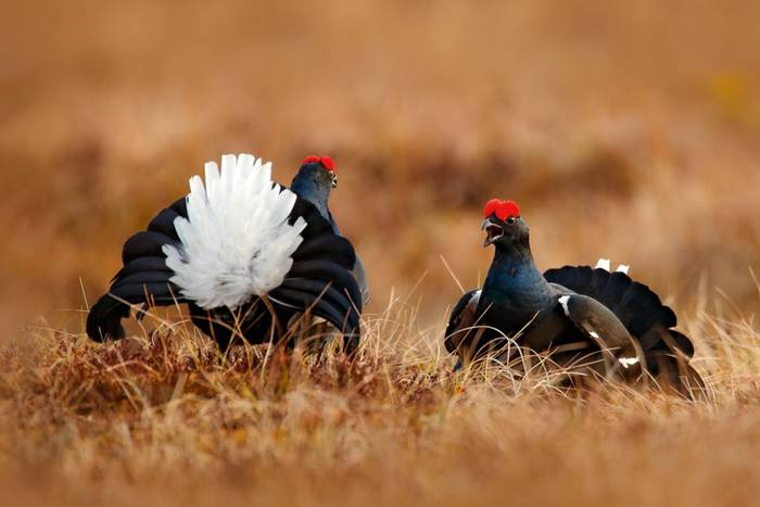 Black Grouse shutterstock_1119645302.jpg Black Grouse shutterstock_1119645302.jpg