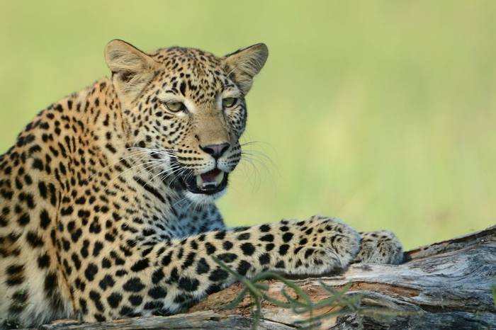Leopard (Eric Browett)