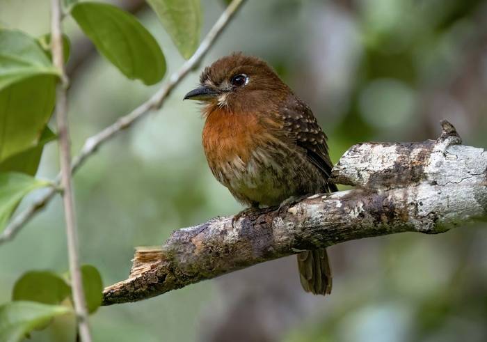 Moustached Puffbird (Ian Hilton).jpg
