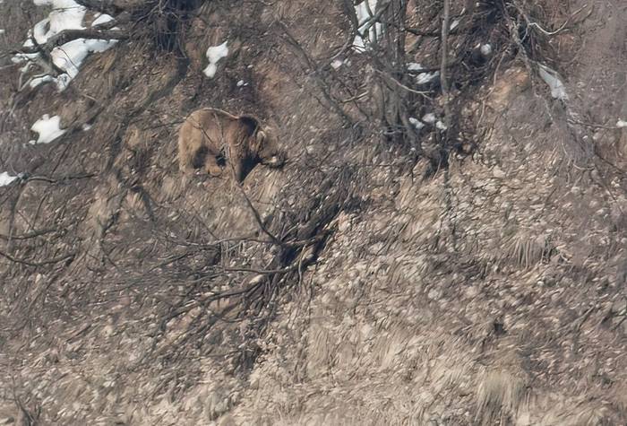 Brown Bear © Chris Griffin, April 2025