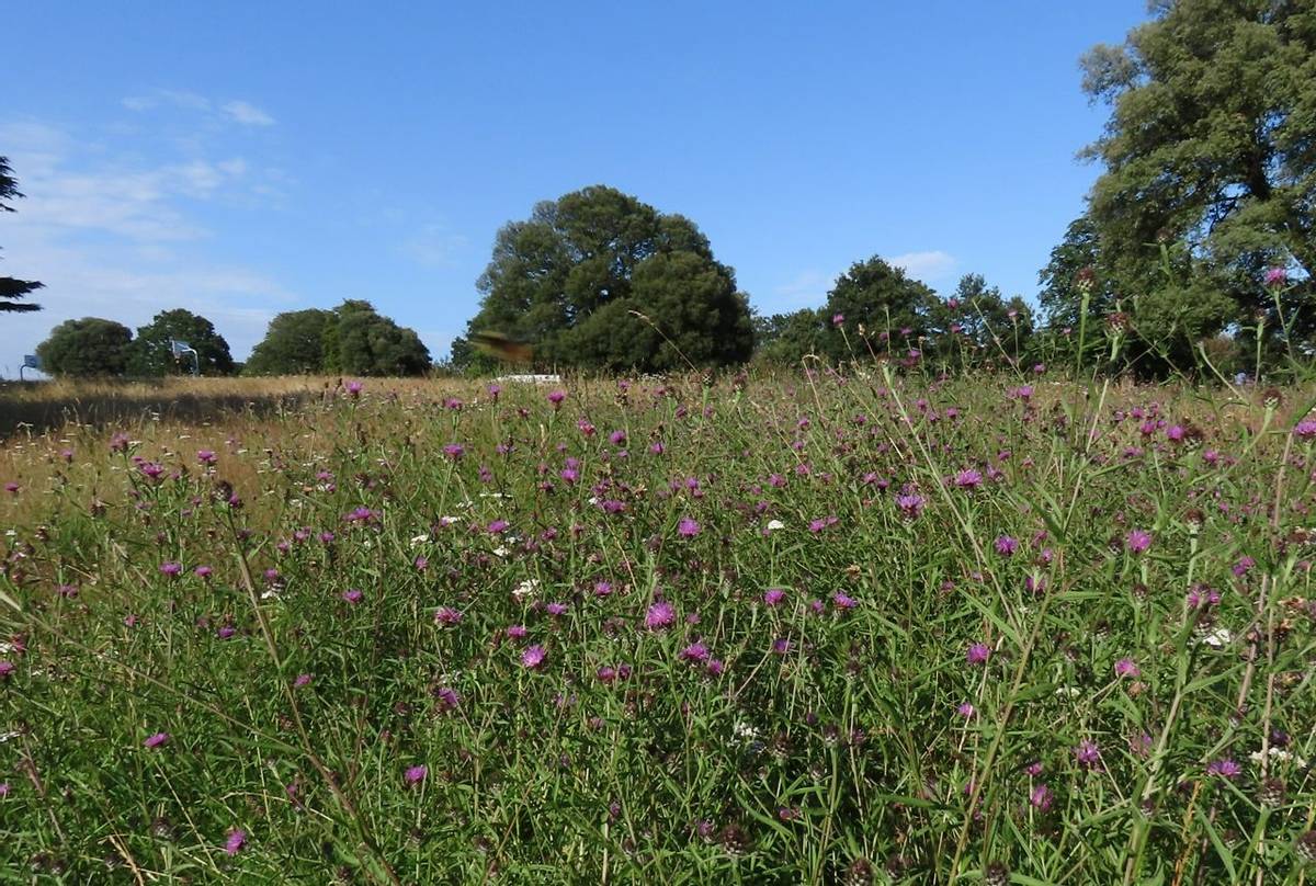 King George Field haymeadow.JPG