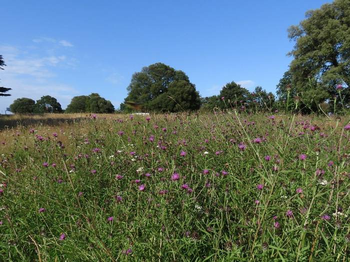 King George Field haymeadow.JPG