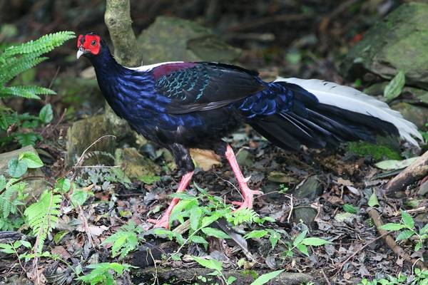 Swinhoe's-Pheasant,-Taiwan-shutterstock_1256209270.jpg