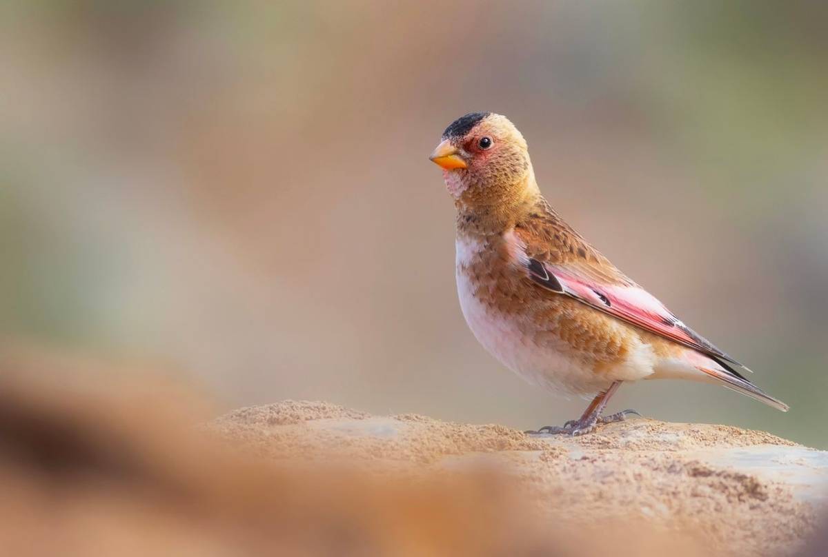 Crimson-winged Finch
