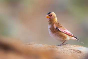 Crimson-winged Finch