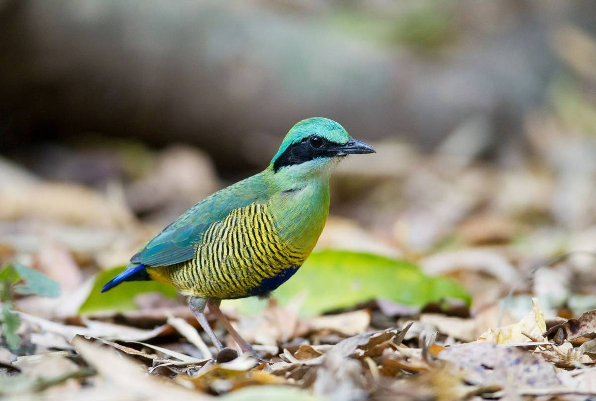Bar-bellied Pitta shutterstock_1007769463.jpg