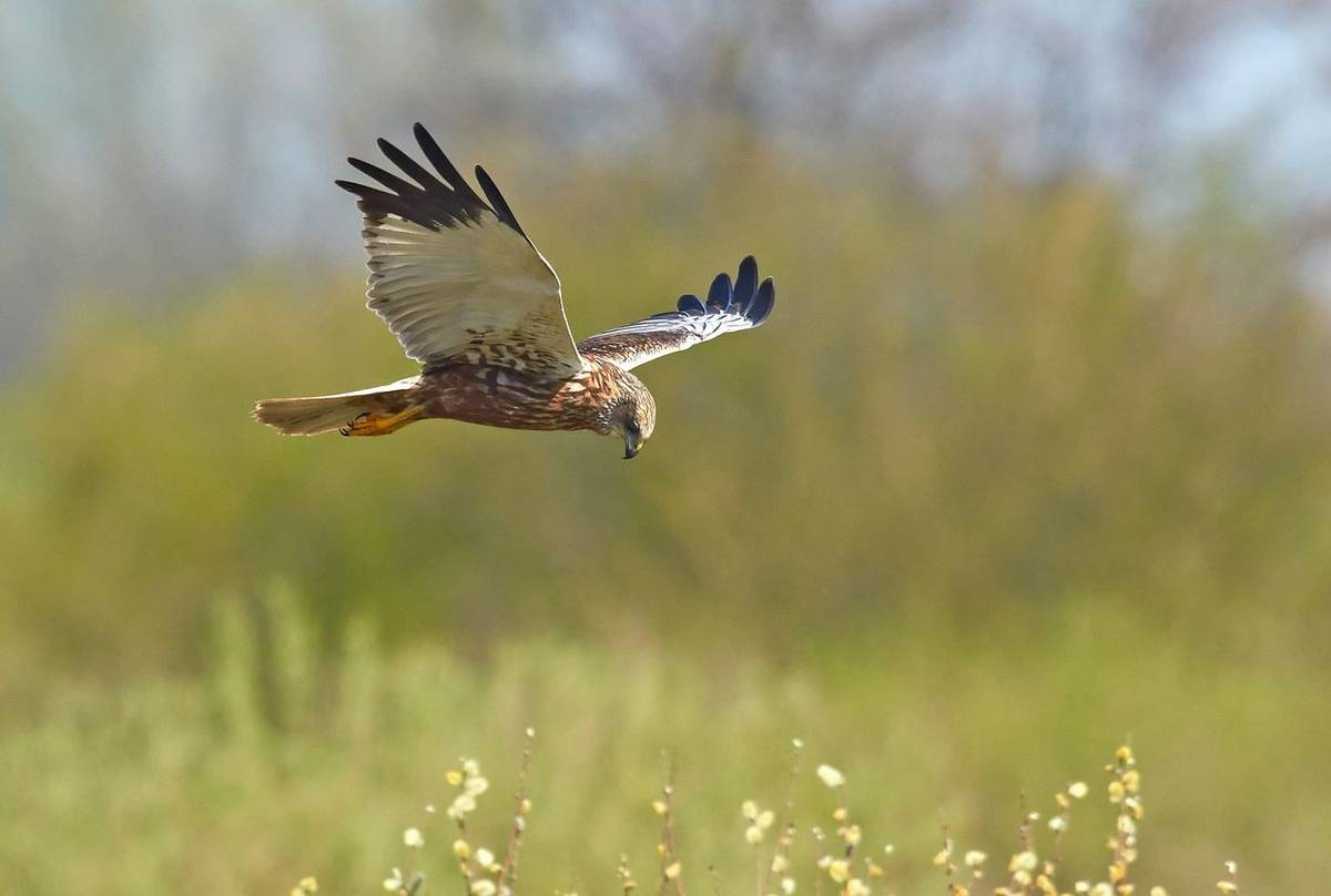 Marsh Harrier shutterstock_173798969.jpg