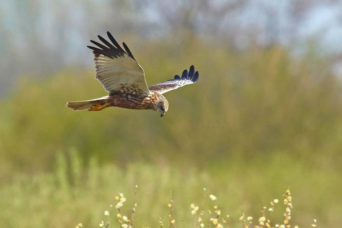 Marsh Harrier shutterstock_173798969.jpg