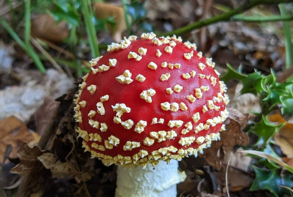 Fly Agaric
