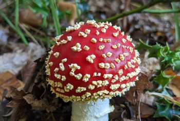 Fly Agaric