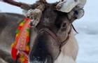Reindeer 1 - Christmas in a Jeris Winter Cottage - Credit Kevin Norton (client).jpg