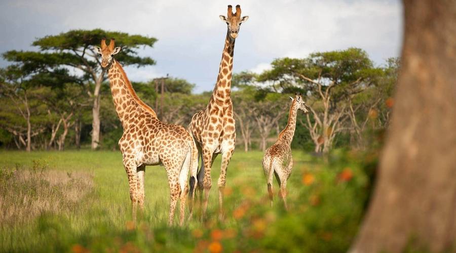 Giraffes at Karkloof Safari Villas 