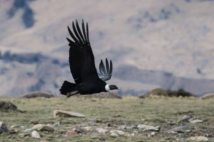 Andean Condor (Tim Melling)