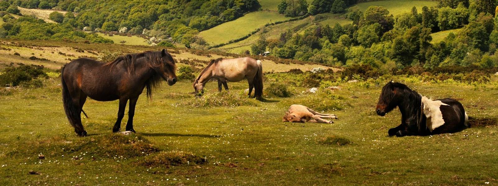On Exmoor can be found the oldest breed of native pony in the British Isles.
