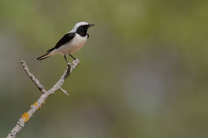 Finsch's Wheatear © Chris Griffin, April 2025
